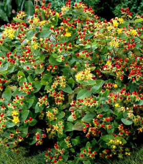 Hypericum 'Excellent Flair'